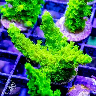 ACI Cultured Jake Adams Toxic Acropora Florida Coral - SAQ Coral Farm