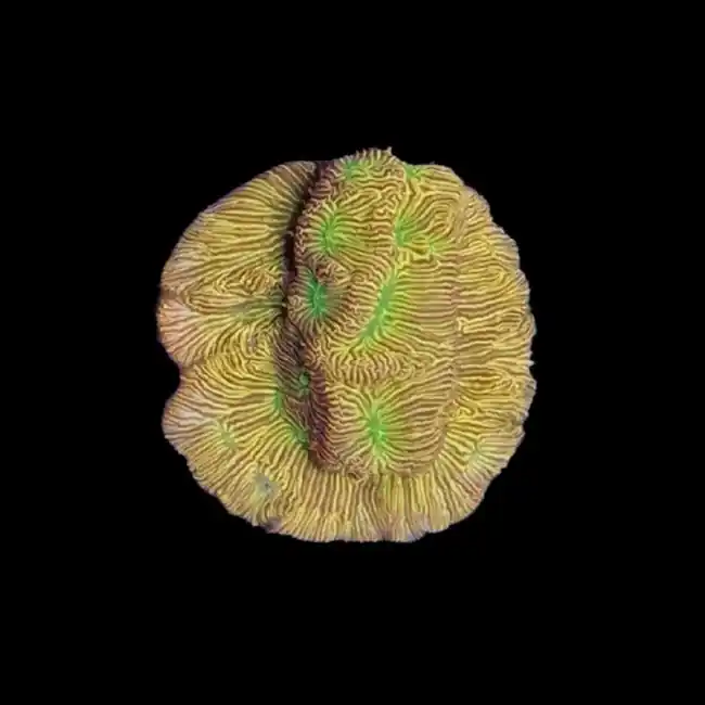 Jack-o-Lantern Leptoseris Coral - SAQ Coral Farm