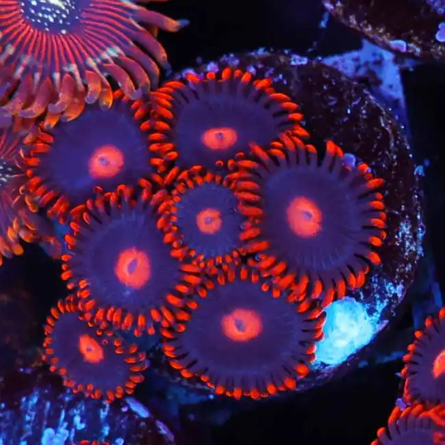 My Clementine Zoanthids - SAQ Coral Farm
