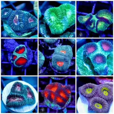 Mystery ACI Ultra Favia Frag (3/4" - 1") - SAQ Coral Farm