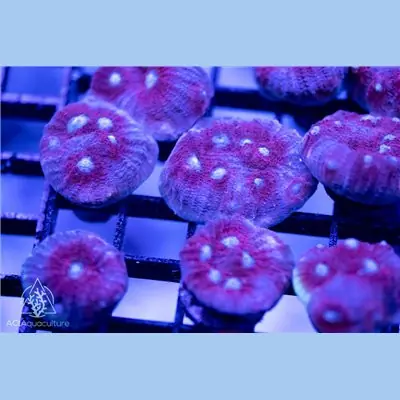 ACI Cultured Ghost Eye Chalice (3/4" - 1") - SAQ Coral Farm