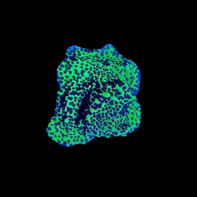 Neon Green Spongodes Montipora Coral (3/4" - 1") - SAQ Coral Farm