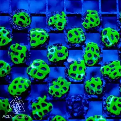 ACI Cultured Blackeye Pea Favites Coral (3/4" - 1") - SAQ Coral Farm