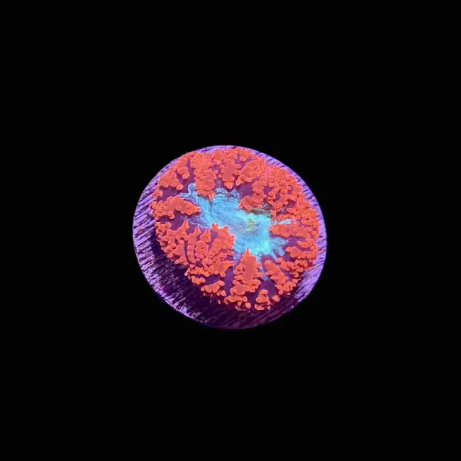 ULTRA Red Blastomussa (3/4" - 1") 1-2 Polyps - SAQ Coral Farm