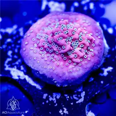 ACI Cultured Dragon Fruit Montipora (3/4" - 1") - SAQ Coral Farm
