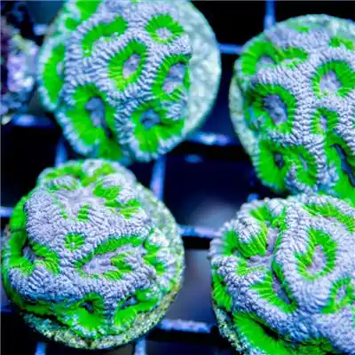 ACI Cultured Gumball Goniastrea Maze (3/4" - 1") - SAQ Coral Farm