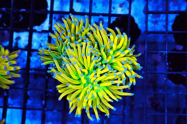 Ultra Banana Torch Coral 1 - 2 Heads - SAQ Coral Farm