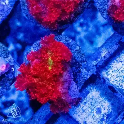 ACI Cultured Wowzers Bernardpora Coral (3/4" - 1") - SAQ Coral Farm