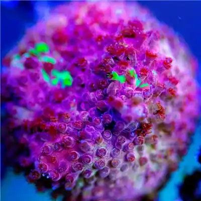ACI Cultured Grafted Stylocoeniella Coral (3/4" - 1") - SAQ Coral Farm