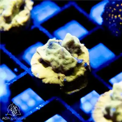 ACI Cultured 24k Karat Gold Leptoseris Coral (3/4" - 1") - SAQ Coral Farm