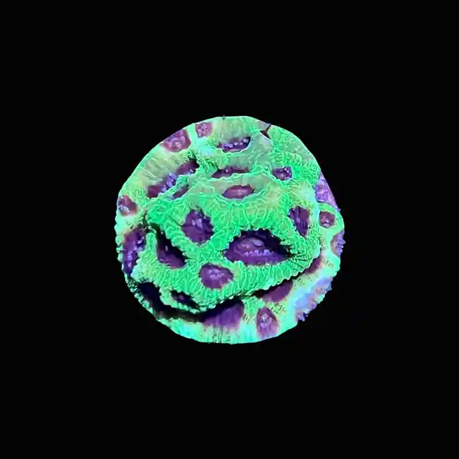 Blackeye Pea Favites Coral (3/4" - 1") - SAQ Coral Farm