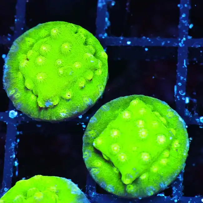 Kryptonite Cyphastrea (3/4" - 1") - SAQ Coral Farm