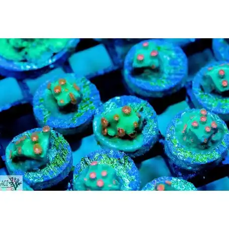 ACI Cultured Jingle Bells Cyphastrea (3/4" - 1") - SAQ Coral Farm