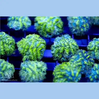 ACI Cultured Eye of Horus Hydnophora (3/4" - 1") - SAQ Coral Farm