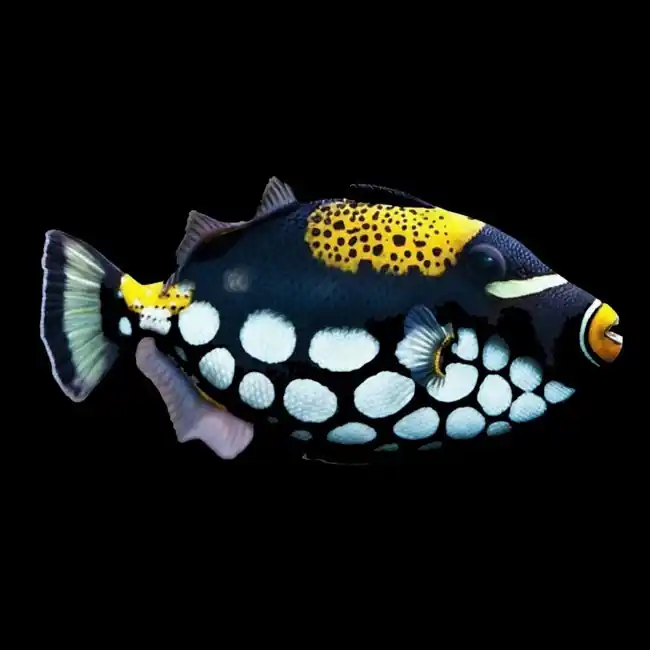 Clown Trigger (Balistoides Conspicillum) - SAQ Chicago Fish
