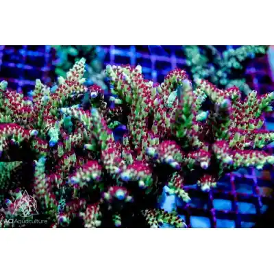 ACI Cultured Strawberry Fields Acropora (3/4" - 1"+) - SAQ Coral Farm