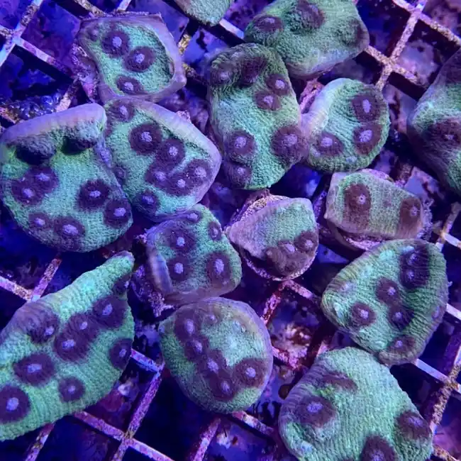 Purple Mummy Eye Chalice Coral - SAQ Coral Farm