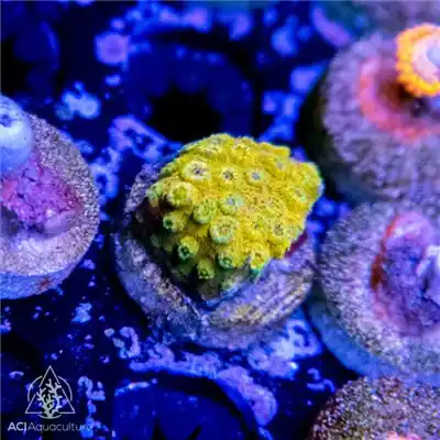 ACI Cultured Gold Medal Cyphastrea (3/4" - 1") - SAQ Coral Farm