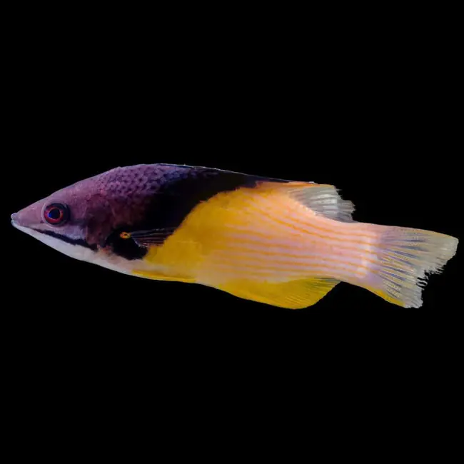 Coral Hogfish (Bodianus mesothorax) - SAQ Chicago Fish