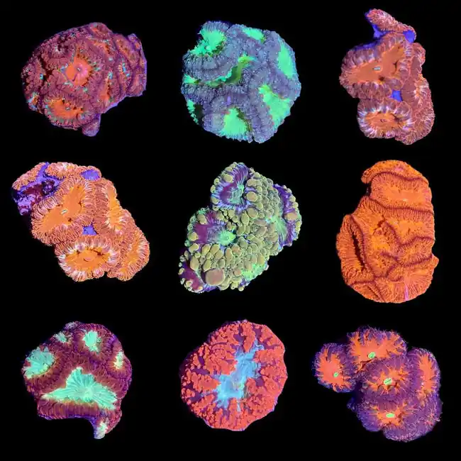ULTRA Mystery Blastomussa (3 PACK) - SAQ Coral Farm