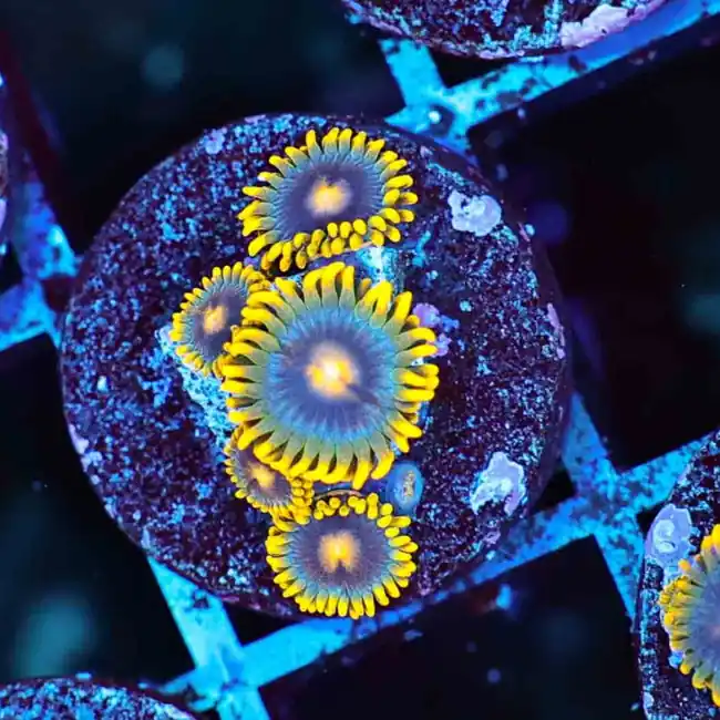 Corona Zoanthids - SAQ Coral Farm