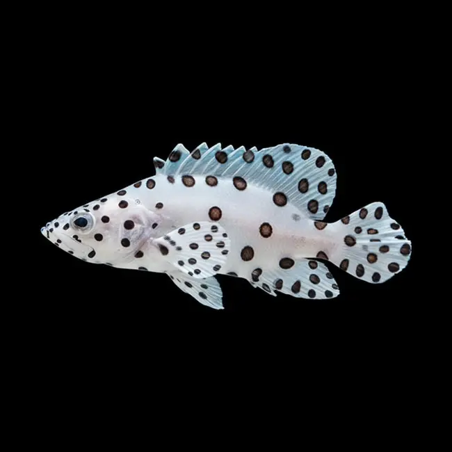 Panther Grouper (Cromileptes Altivelis) - SAQ Chicago Fish