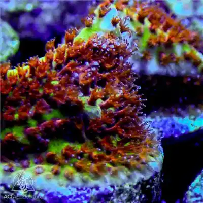 ACI Cultured Burning Banana Stylocoeniella Coral (3/4" - 1") - SAQ Coral Farm