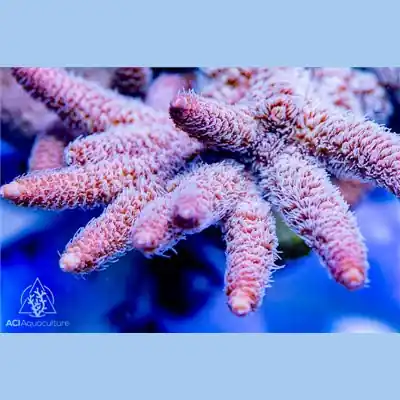 ACI Cultured Silver Lining Acropora Millepora (3/4" - 1"+) - SAQ Coral Farm