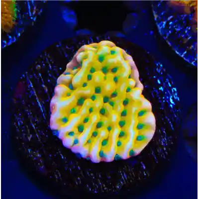 JF Beach Bum Montipora Coral - SAQ Coral Farm