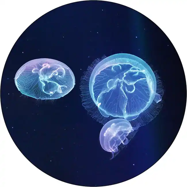 Nano Moon Jellyfish (3 Pack) Small - Jellyfish Art