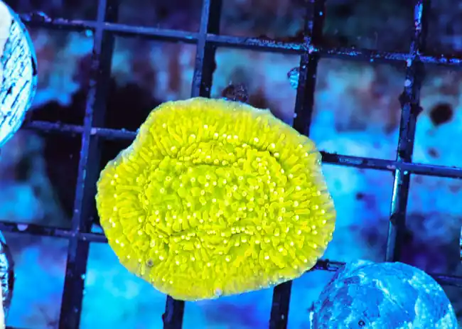 Lemonade Montipora Coral (3/4" - 1") - SAQ Coral Farm
