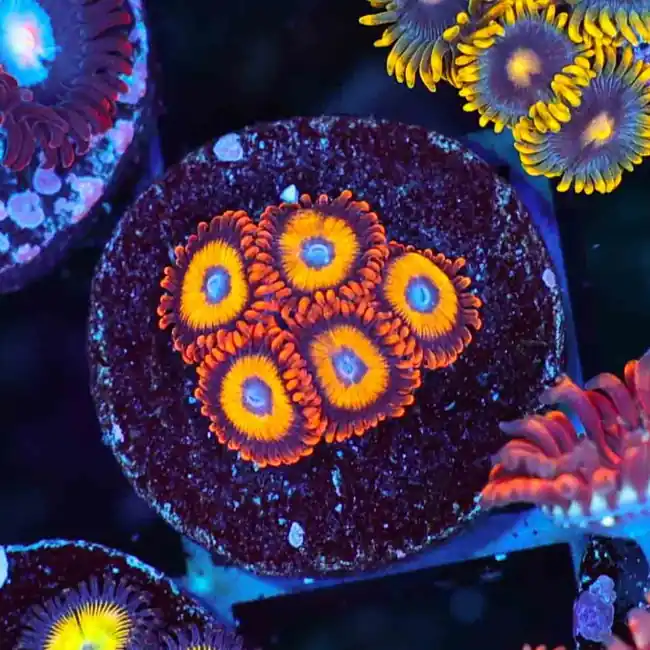 Blondies Zoanthids - SAQ Coral Farm