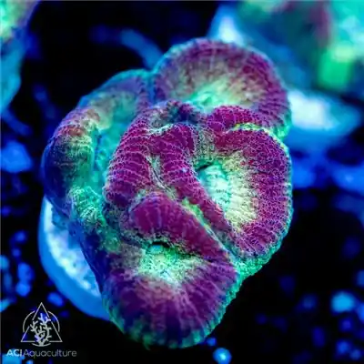 ACI Cultured Honeybell Dipsastraea (3/4" - 1") - SAQ Coral Farm
