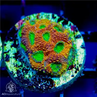 ACI Cultured Pumpkin Echinata Coral (3/4" - 1") - SAQ Coral Farm