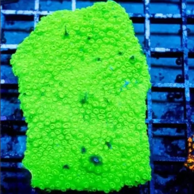 Neon Slime Cyphastrea (3/4" - 1") - SAQ Coral Farm