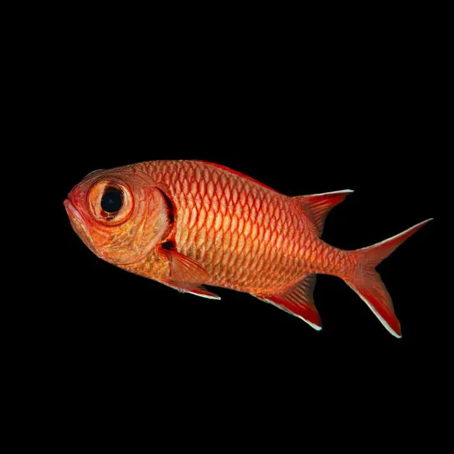 Big-Eye Squirrelfish (Myripristis sp.) - SAQ Chicago Fish