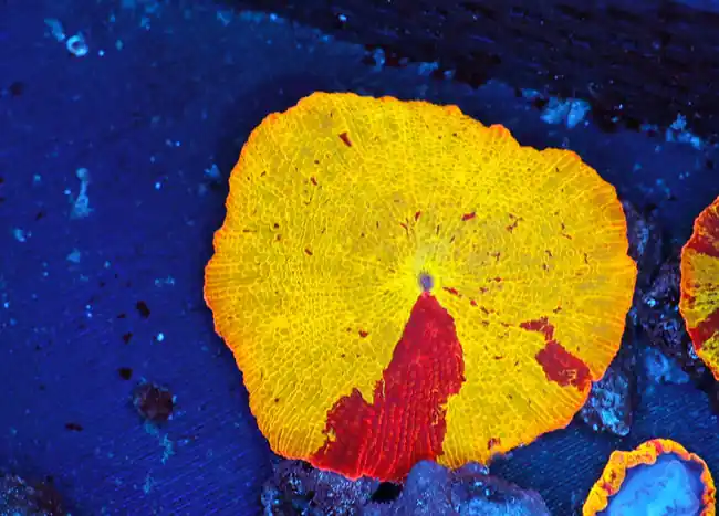Jawbreaker Red Streak Discosoma WYSIWYG - SAQ Coral Farm