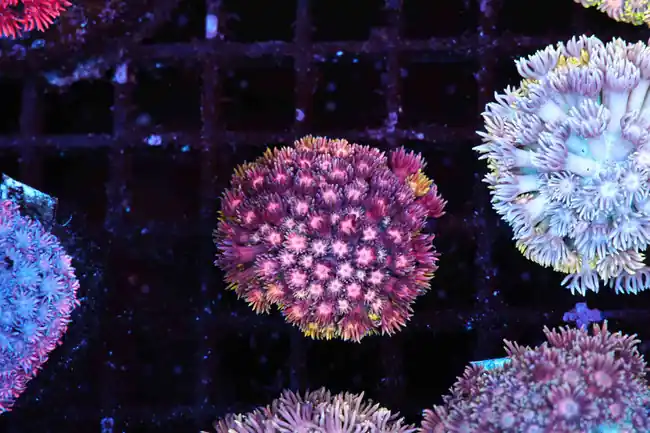 Burgundy Bubbles Goniopora Colony WYSIWYG - SAQ Coral Farm