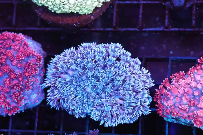 Blue And Pink Goniopora Colony WYSIWYG - SAQ Coral Farm