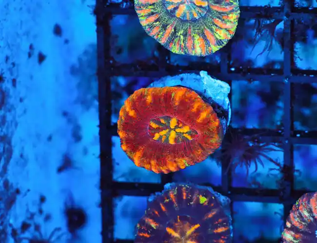 Ultra Chile Button Scolymia WYSIWYG - SAQ Coral Farm