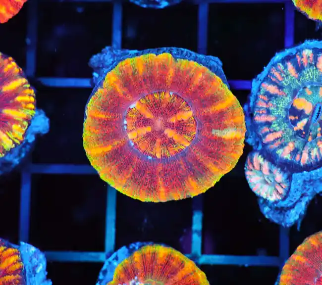 Sunburst Ultra Button Scolymia WYSIWYG - SAQ Coral Farm