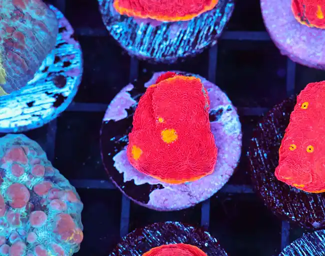 Potential Rainbow Chalice WYSIWYG - SAQ Coral Farm