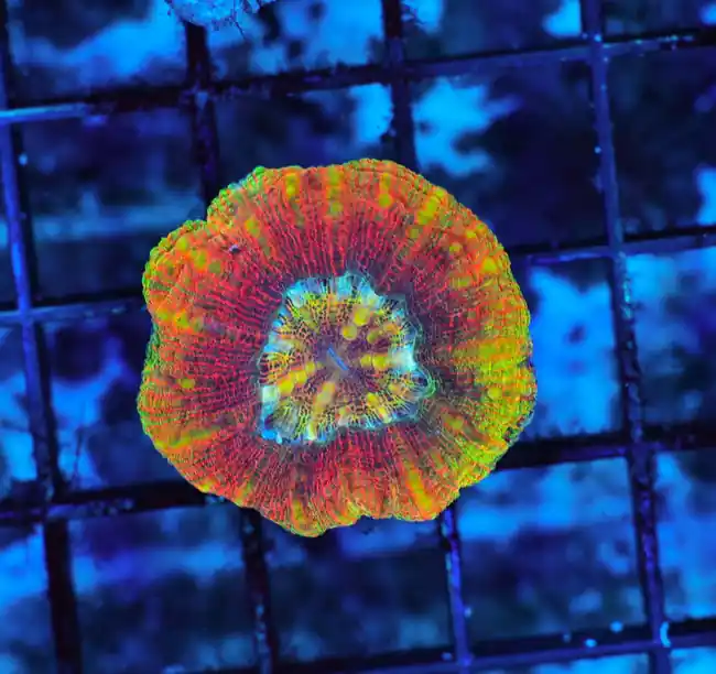 Disbelief Button Scoly WYSIWYG - SAQ Coral Farm