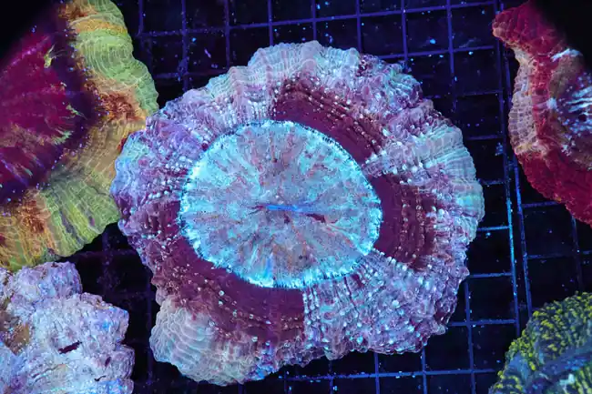 Confusion Spell Acanthophyllia WYSIWYG - SAQ Coral Farm