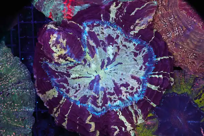 Purple Tiger Acanthophyllia WYSIWYG - SAQ Coral Farm
