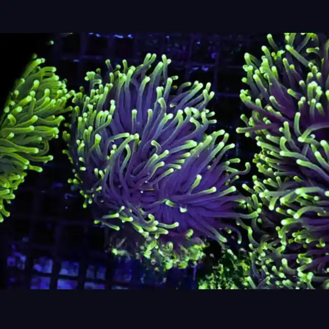 (Three Pack) Mystery Green Tip Torch 1-2 Heads - SAQ Coral Farm