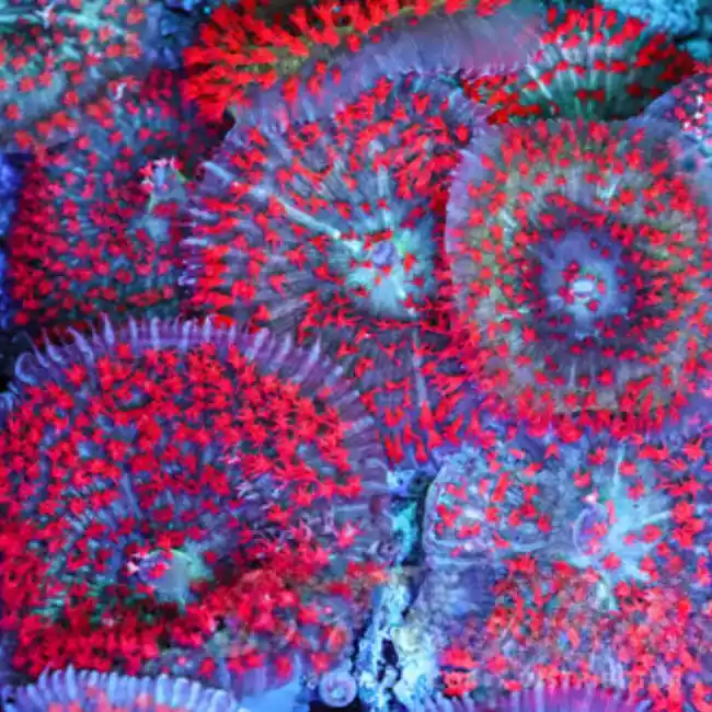 (5 PACK) St. Thomas Mushroom - SAQ Coral Farm