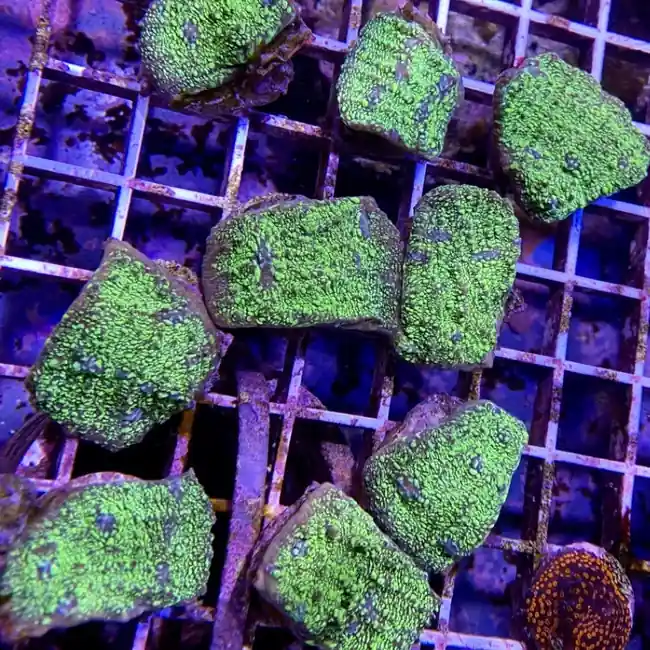 Radioactive Crocodile Chalice Coral - SAQ Coral Farm