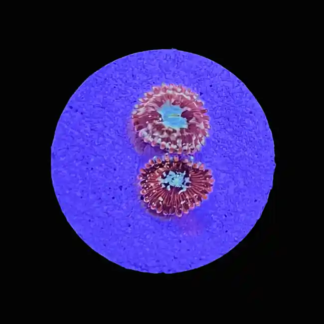 Mayhem Zoanthids - SAQ Coral Farm