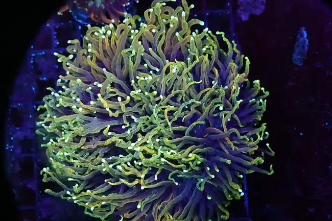 Large Dragon Soul Torch Colony WYSIWYG - SAQ Coral Farm